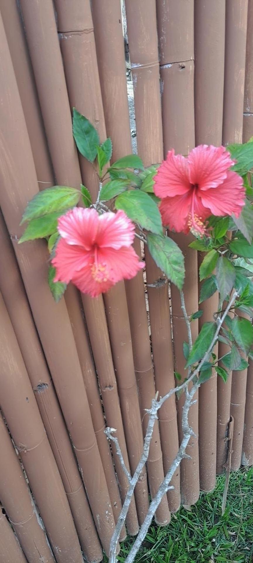 Siam Flora Resort Ko Lanta 部屋 写真