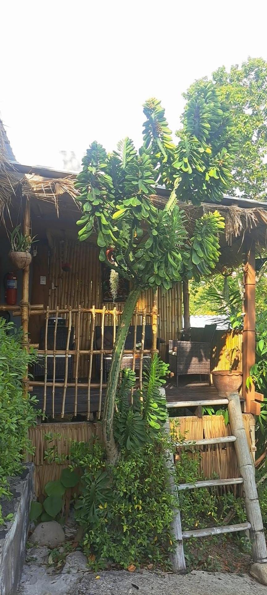 Siam Flora Resort Ko Lanta 部屋 写真