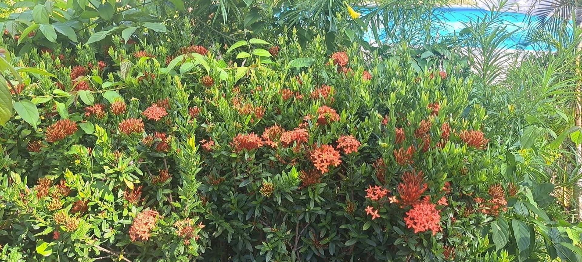 Siam Flora Resort Ko Lanta エクステリア 写真