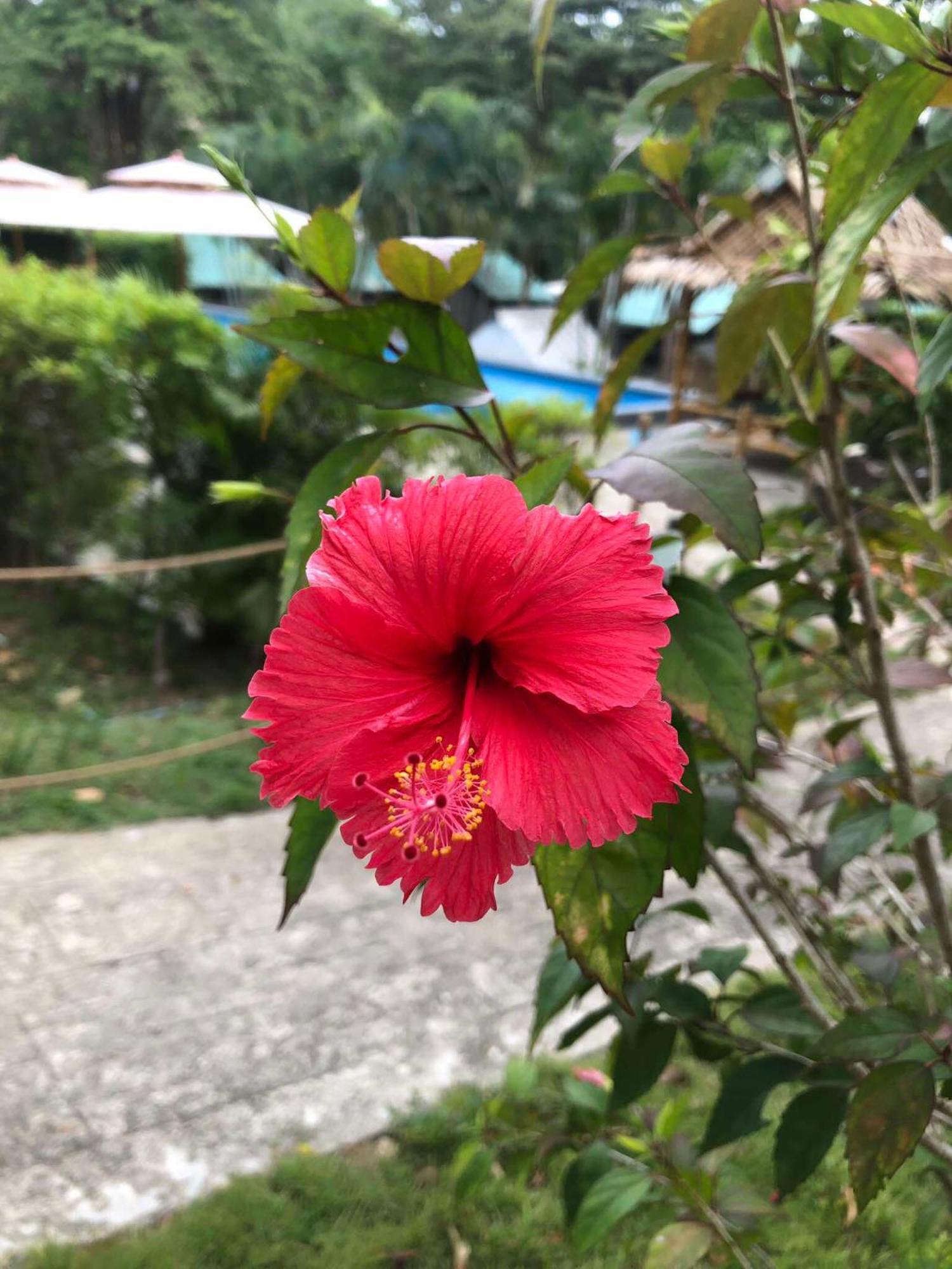 Siam Flora Resort Ko Lanta エクステリア 写真